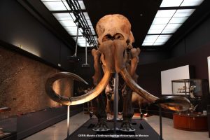 From Toumai to Sapiens at the Museum of Prehistoric Anthropology in Monaco
